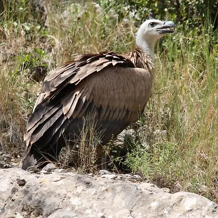 Casa Campo, Entre Jaca Y Anso 3* Biniés